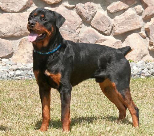 Adolph