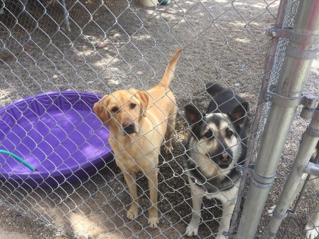 Adoption Pending-Boots & Boscoe