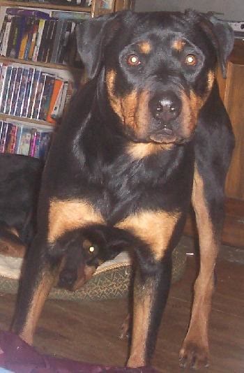 Bear