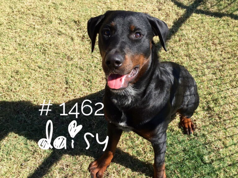 Daisy