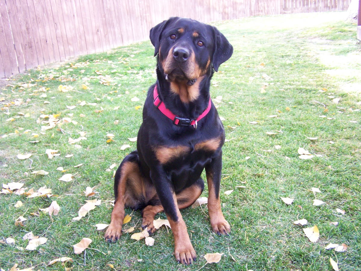 Daisy/referral