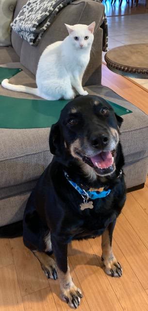 Daisy/referral