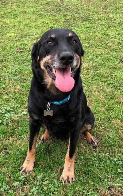 Daisy/referral