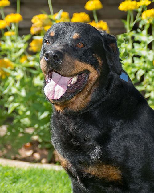 Damien