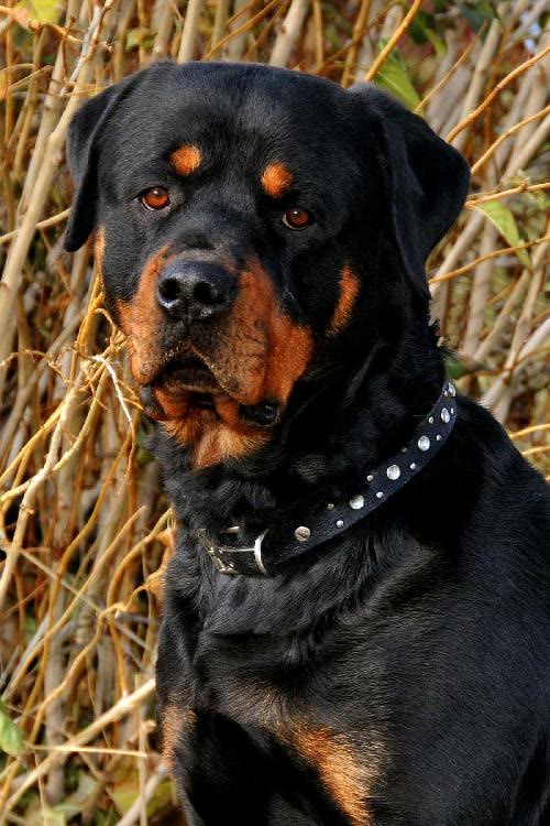 Deuce