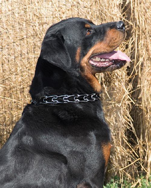 Diesel