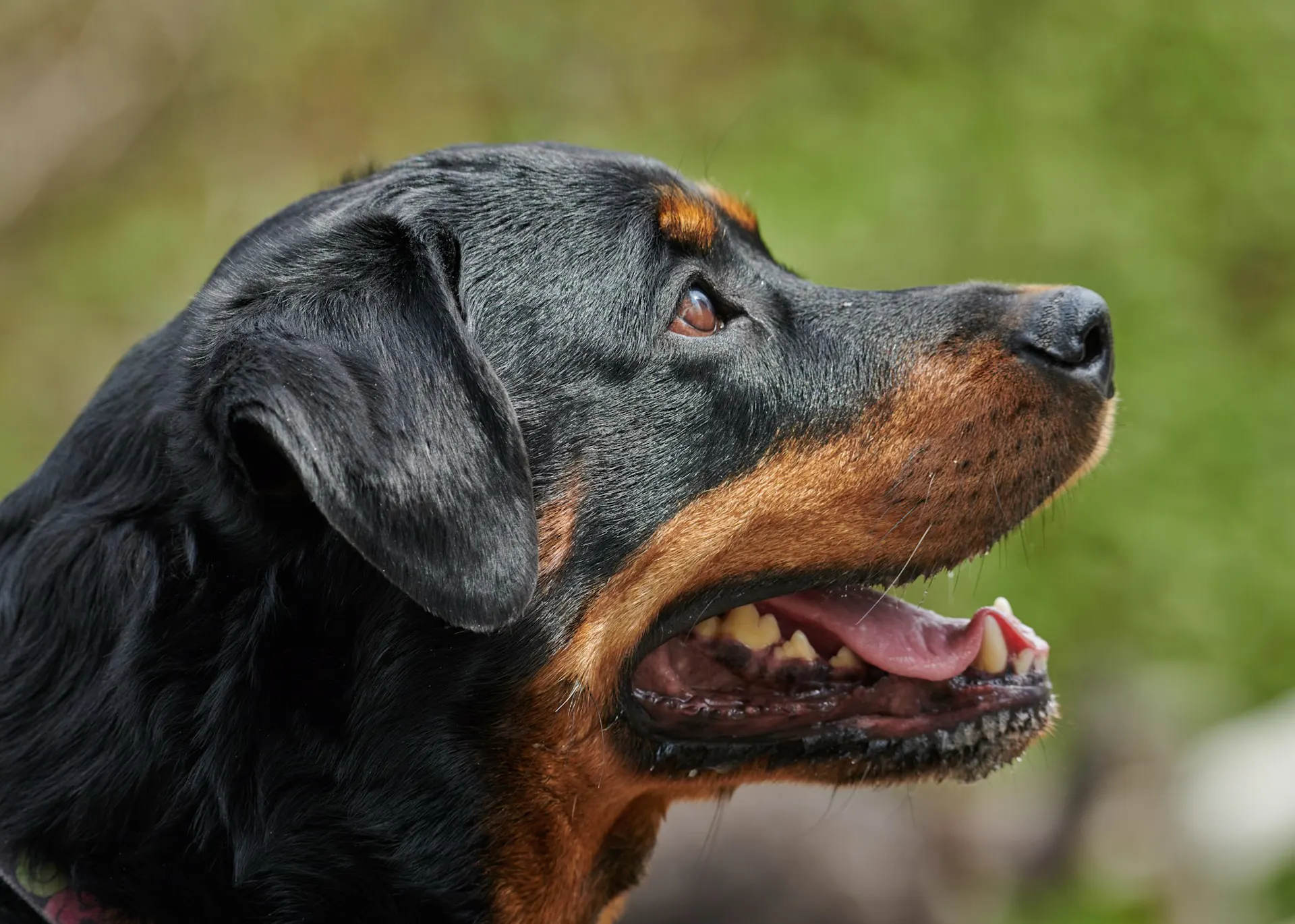 A happy Rottweiler in profile