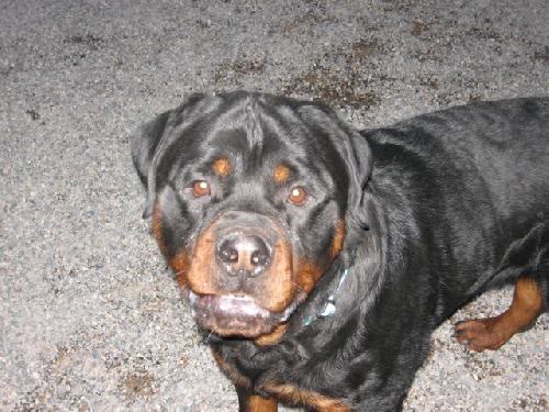 Dozer