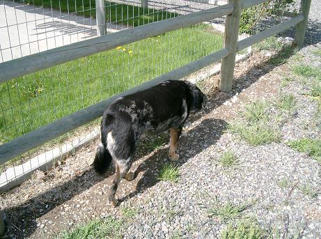 Gertie-Referral
