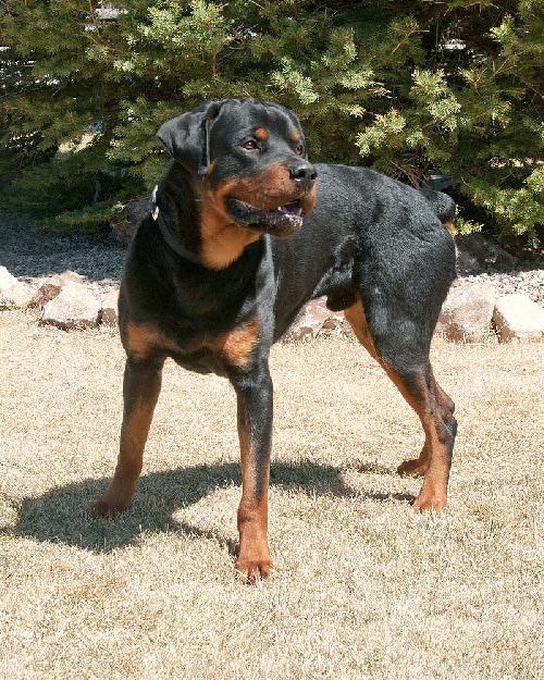 Griz