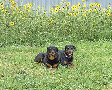 Gunny/Katie