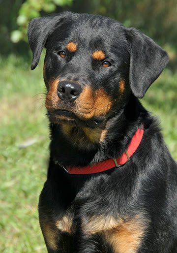 Gunny portrait