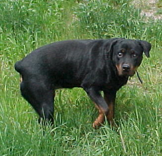 Helen