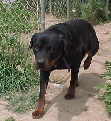 Helen