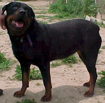 Helen