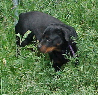 Helen