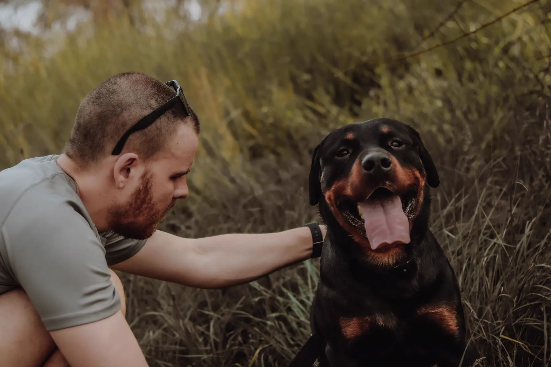 A man kneeling beside a happy Rottweiler in tall grass