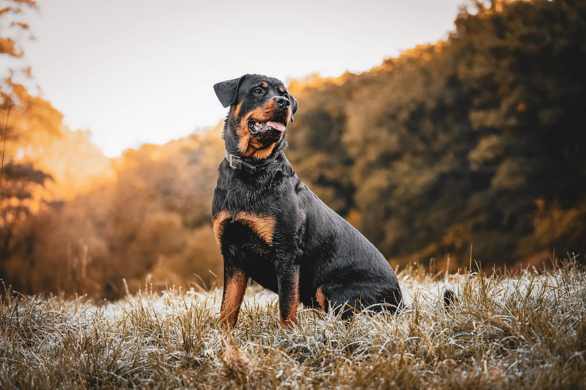 A Rottweiler sitting in a sunlit mountain meadow