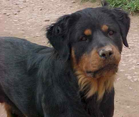 Rare Rottweilers?