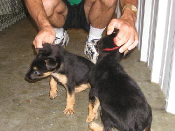 Inky and Itsy