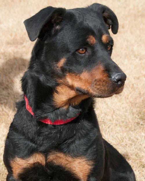 Kali