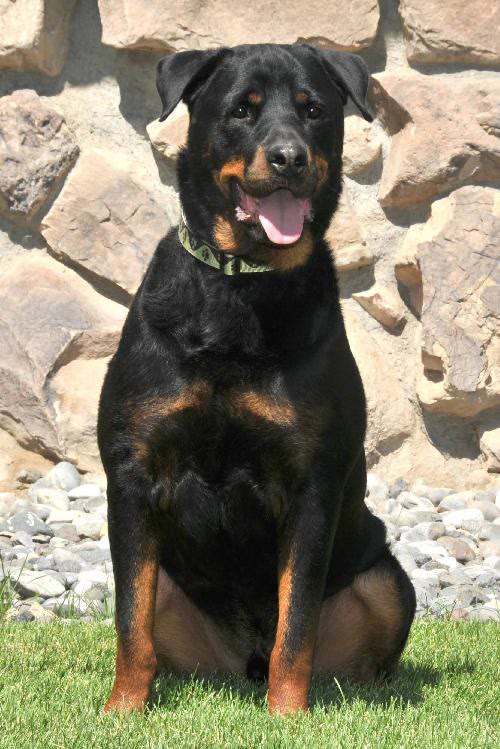 Kodi