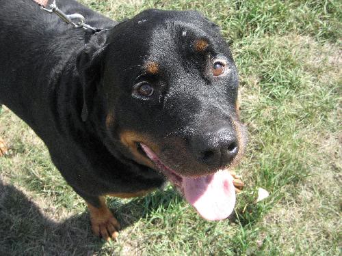 Max