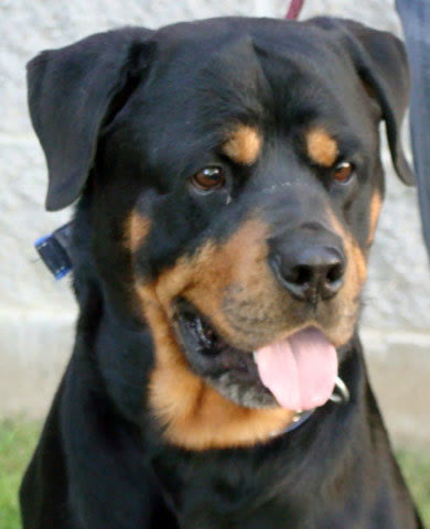 Max-Referral