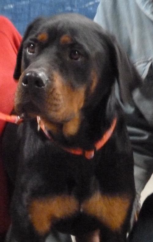 Maxi