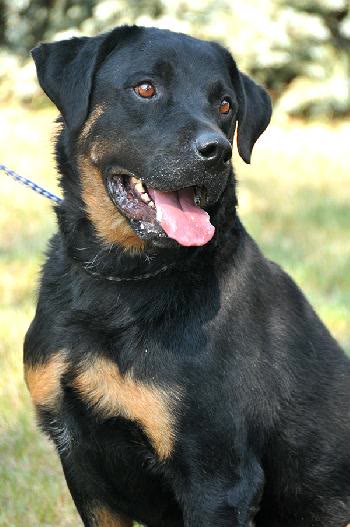 Oakley