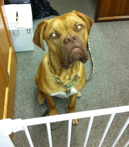 Opie