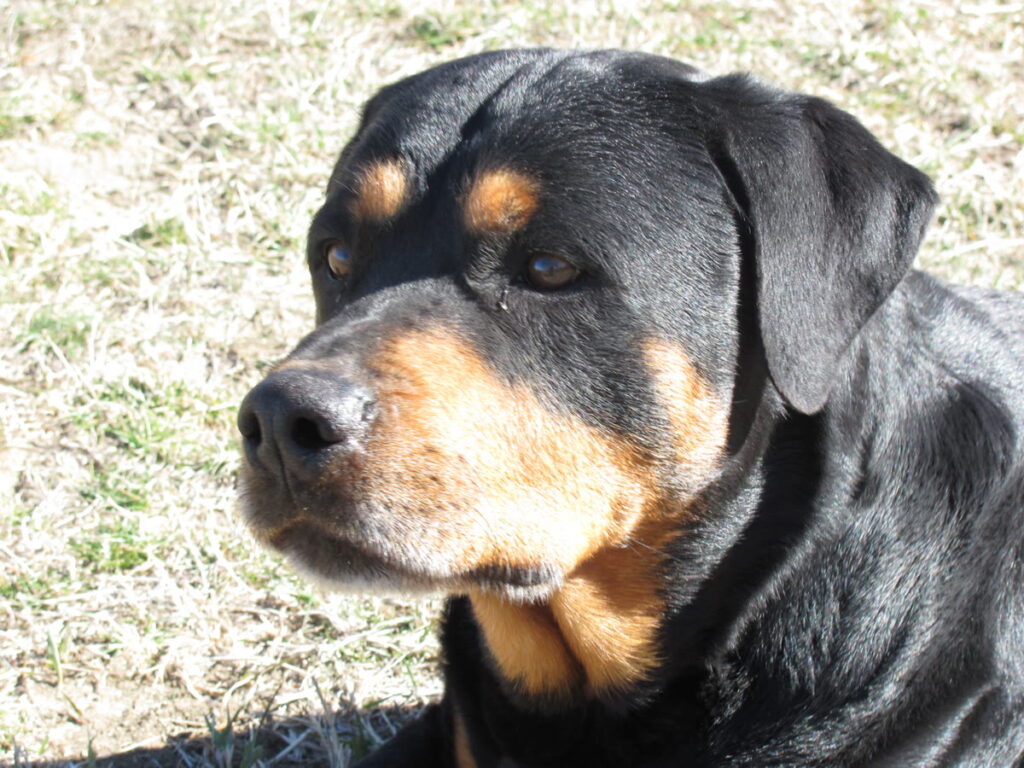 Otis