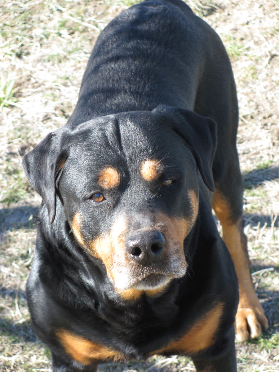 Otis