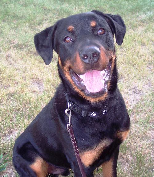 Otis