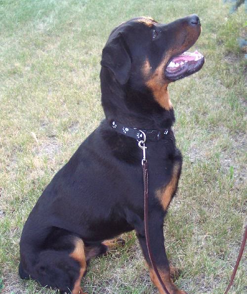 Otis