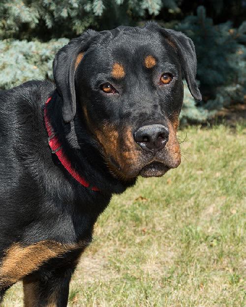 Ozzie