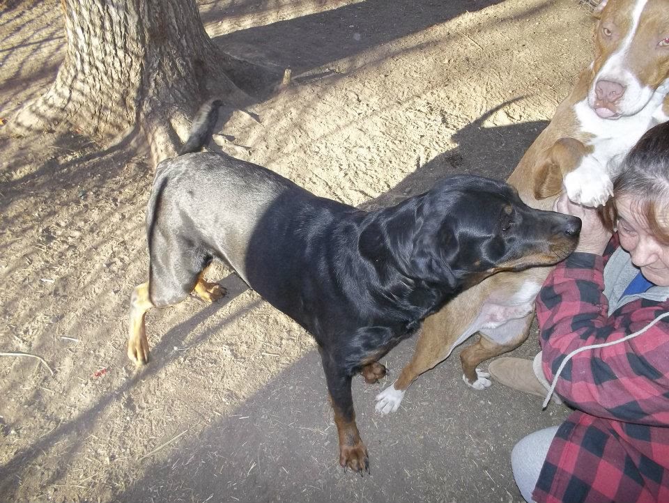 Pup/referral