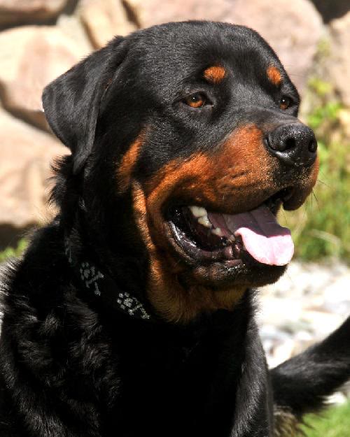 Ranger