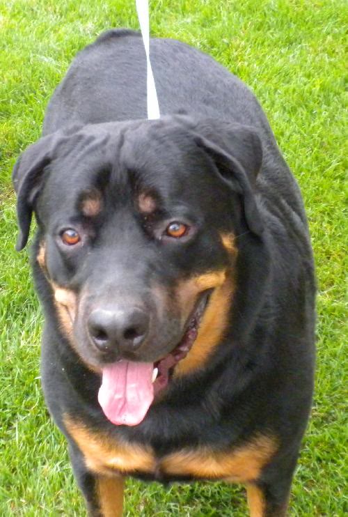 Rocky