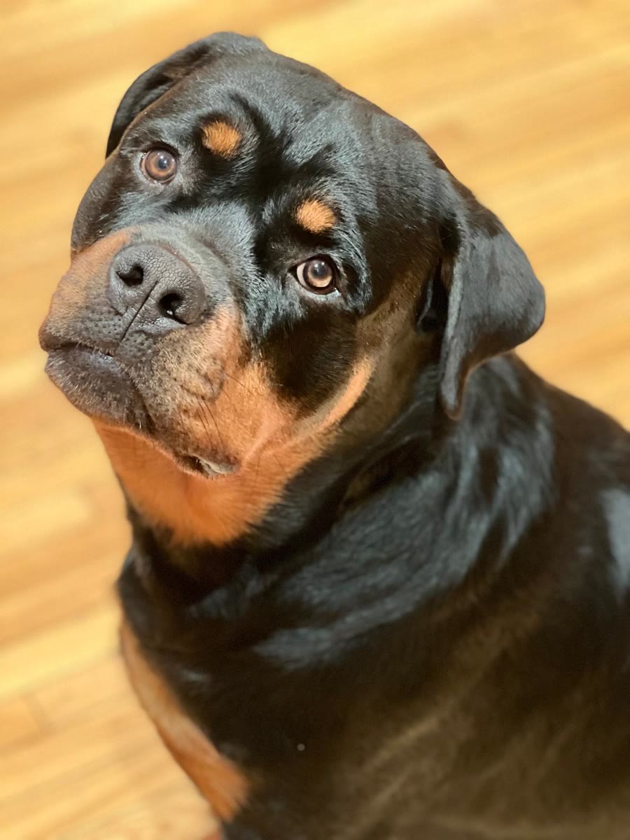 Rocky/Referral