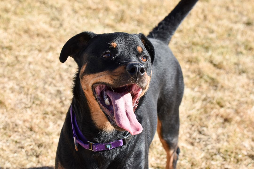 Roxie/Referral