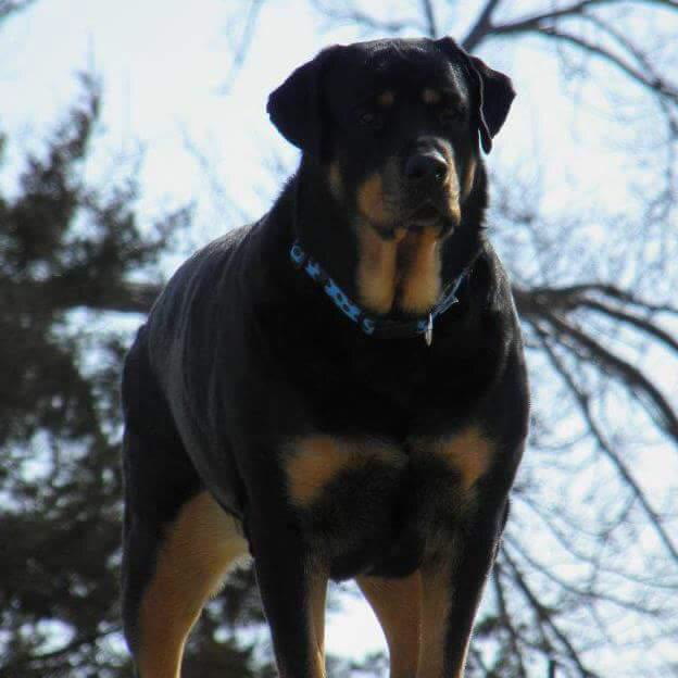 Roxy