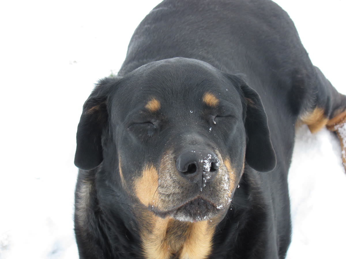 Roxy