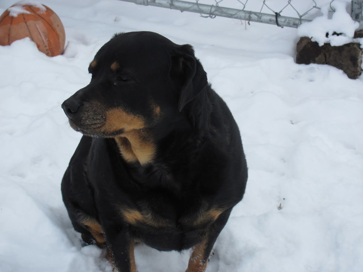 Roxy