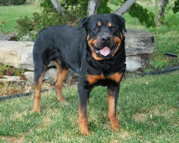 Sarge