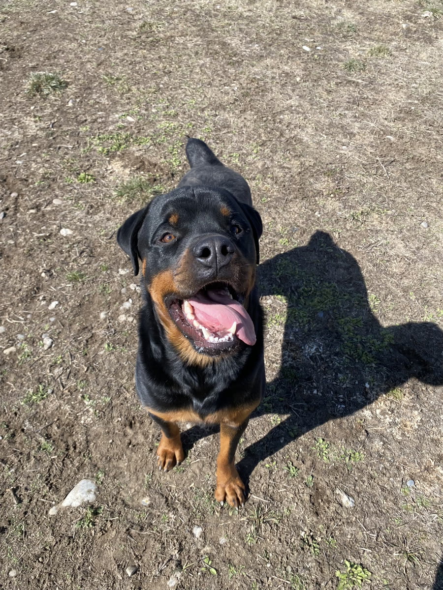 Taz