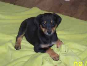 Thing 1 (male)