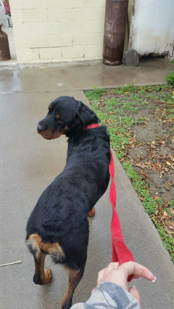 Thor