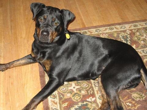 Tia