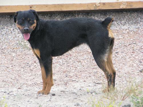 Tilli